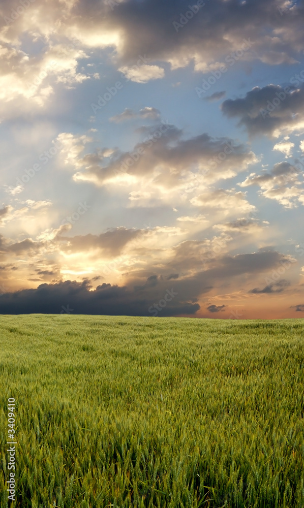 wheat field during stormy day