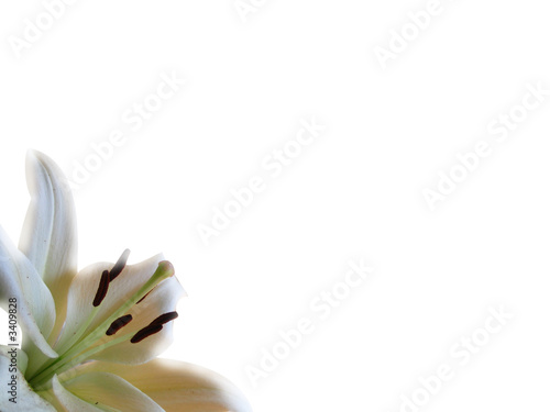 white lily