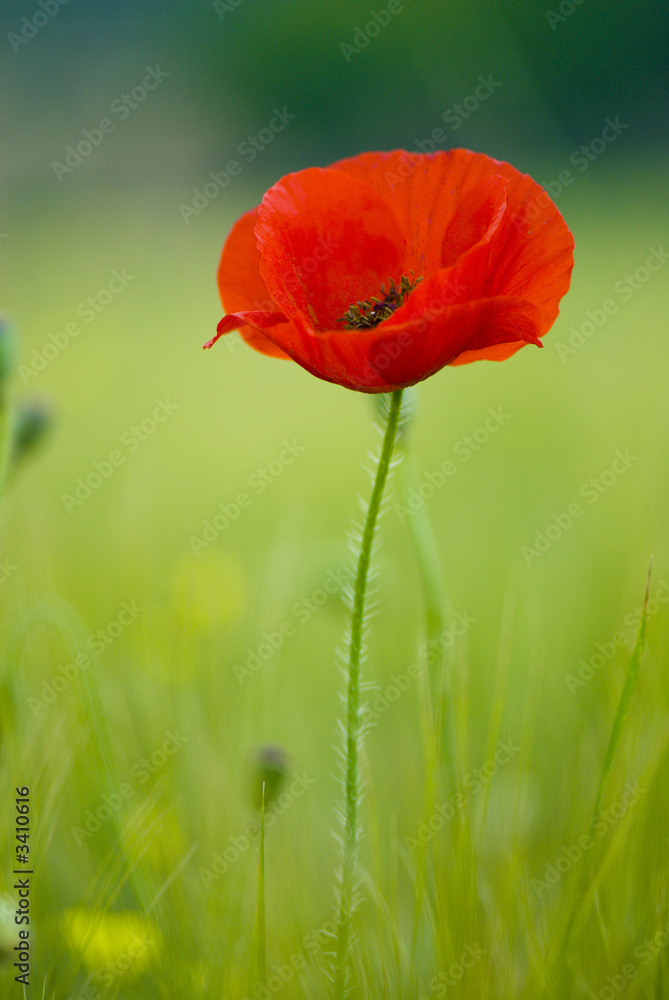 Fototapeta premium coquelicots