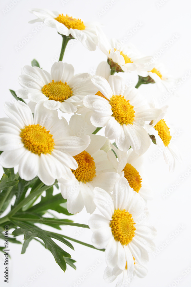 Obraz premium marigolds