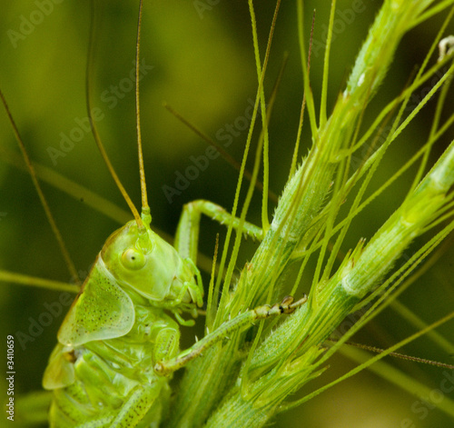 sauterelle verte photo