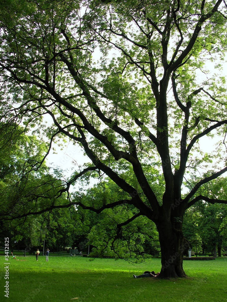 in park at evening