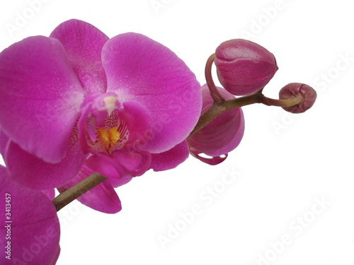 une orchidee