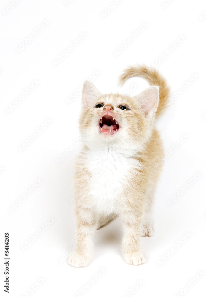 yellow kitten on white background yellow kitten on white background