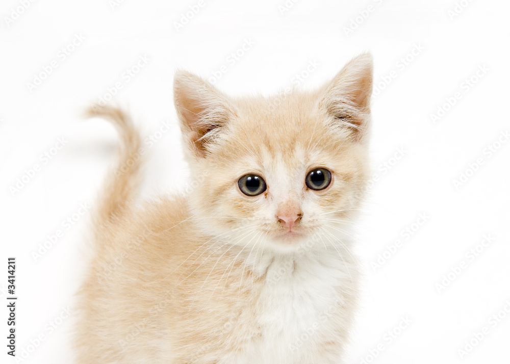 yellow kitten on white backgroun looking at camera