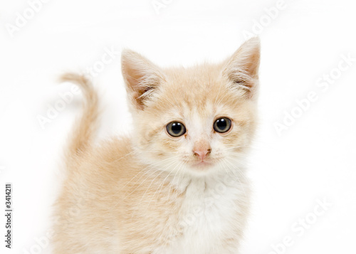 Fototapeta Naklejka Na Ścianę i Meble -  yellow kitten on white backgroun looking at camera