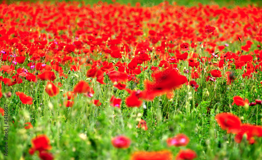 Fototapeta premium champ de coquelicots