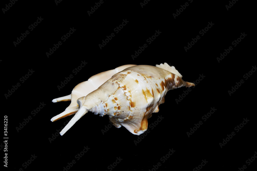 sea shell sea shell