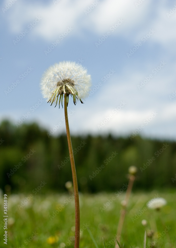 Fototapeta premium dandelion over blue sky background