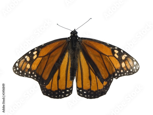 monarch butterfly © Brent