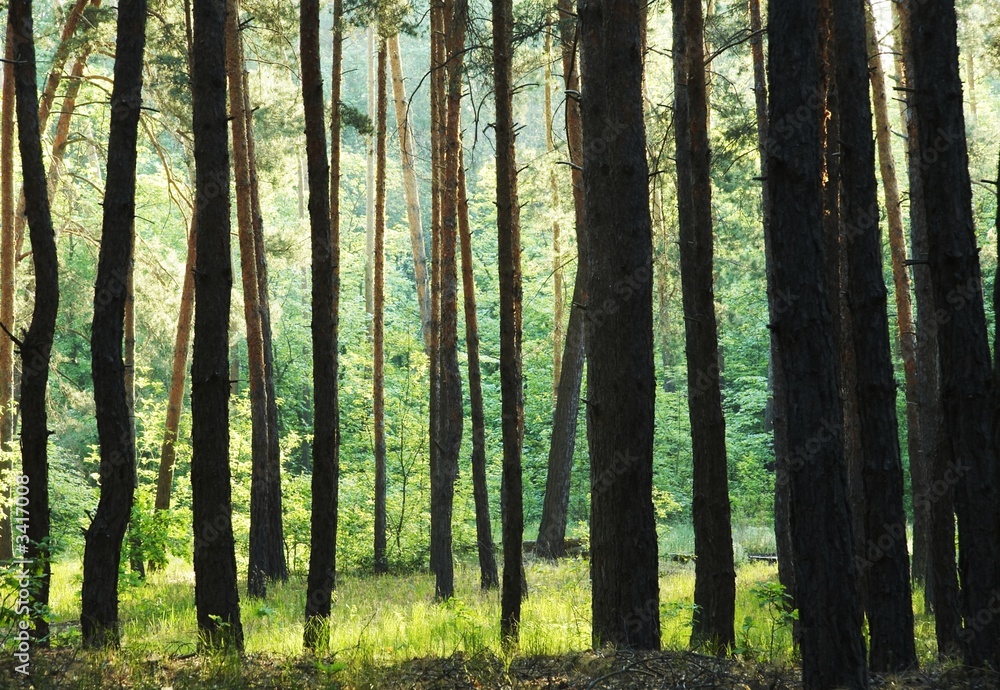 Obraz premium forest