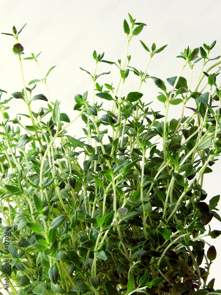 thyme herb as a spice