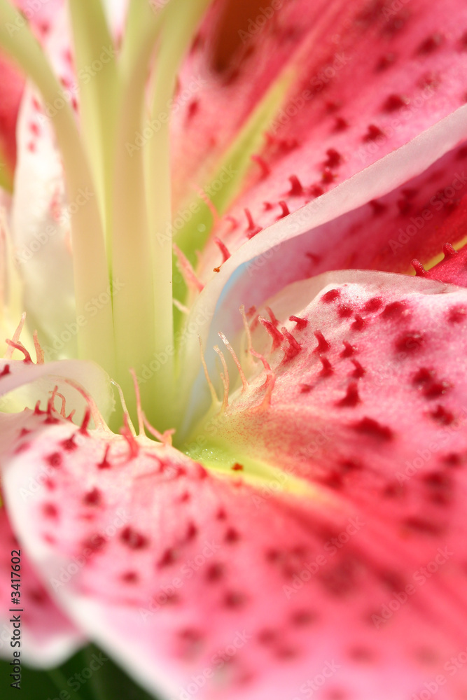 pink stargazer lily macro pink stargazer lily macro
