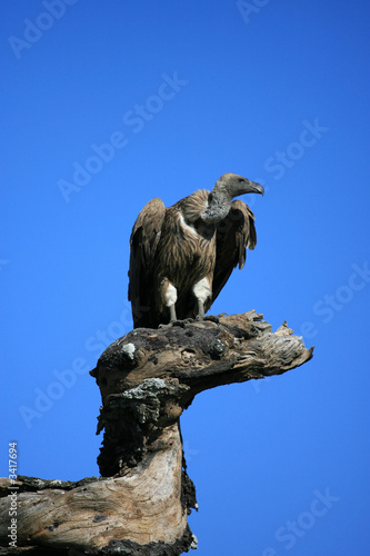 vulture on tree stump in serengeti tanzania