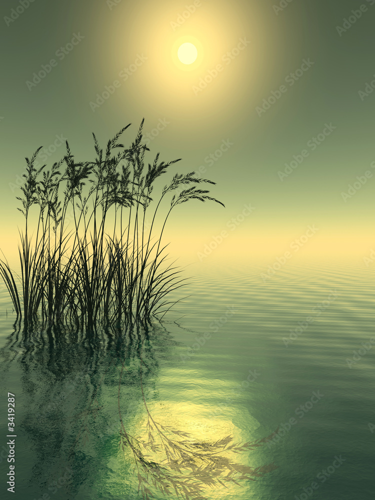 water grass