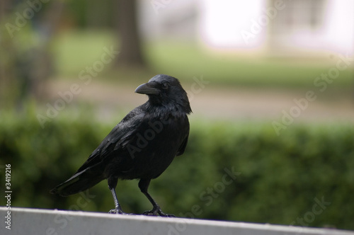 maître corbeau