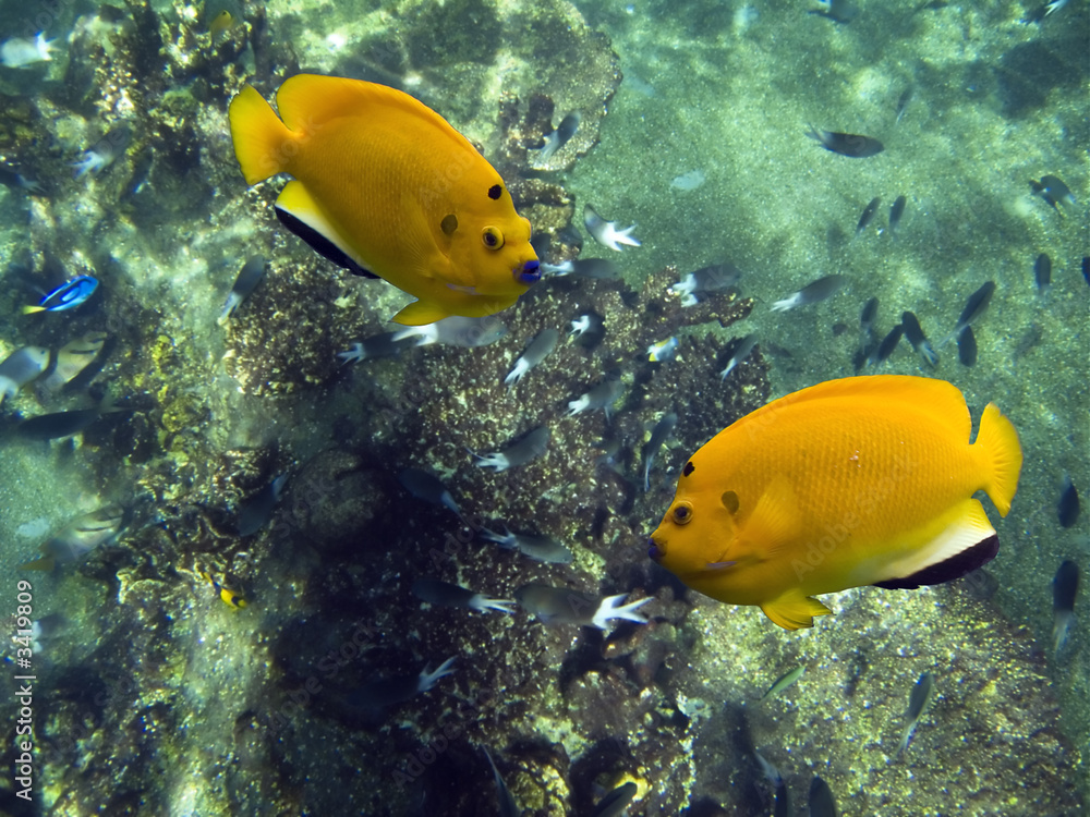 twoyellow twoyellow