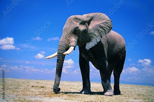 elephant © Bhupi