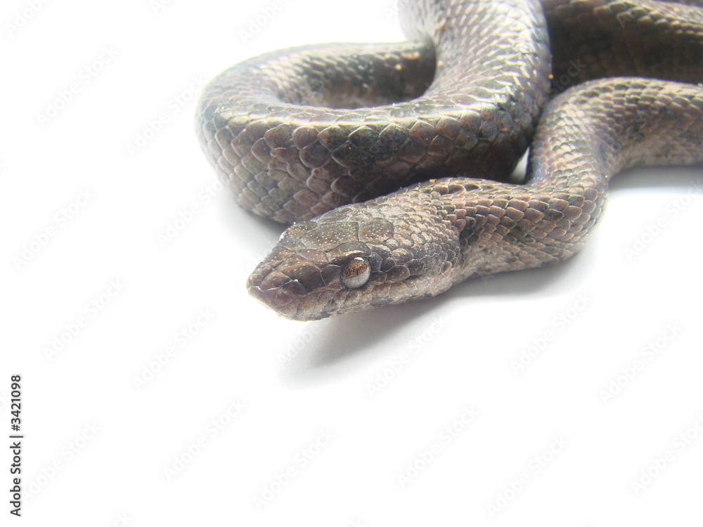 Obraz premium schlange