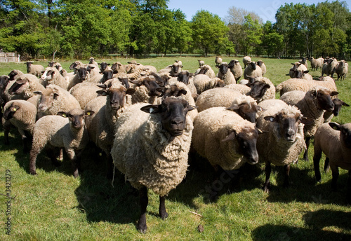 The flock of sheep .