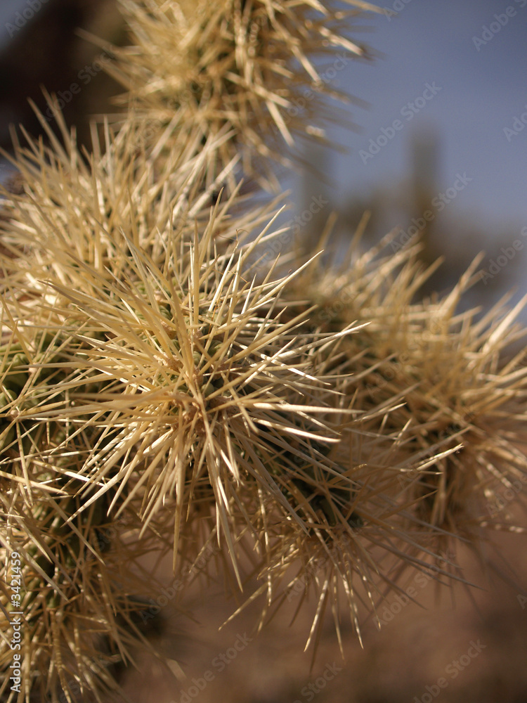 arizona cholla cacti