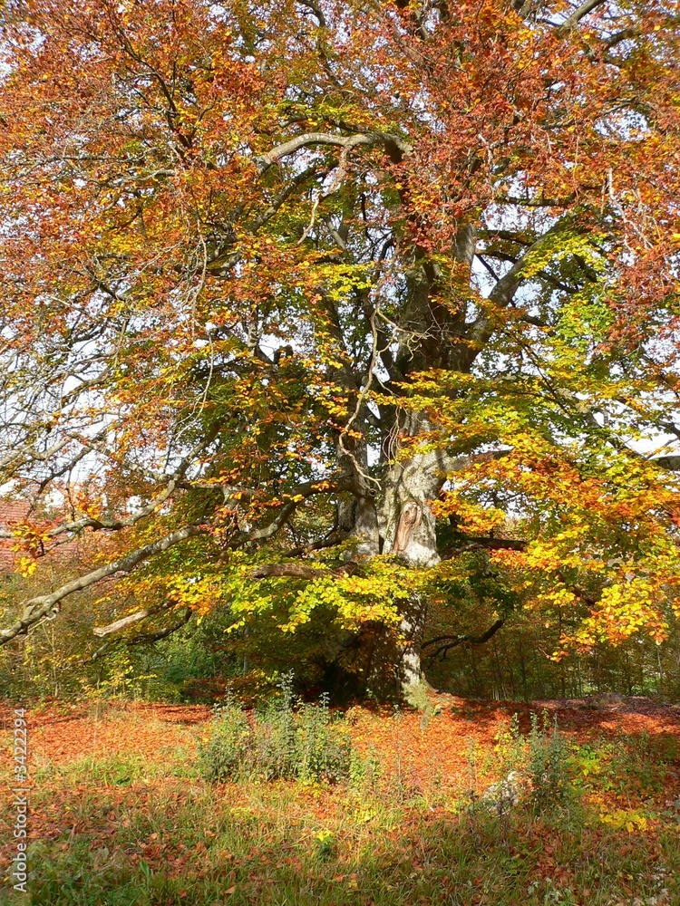 baum baum