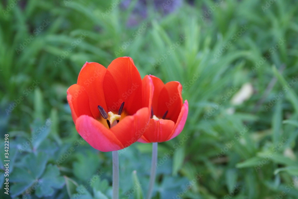 tulpe_1 tulpe_1