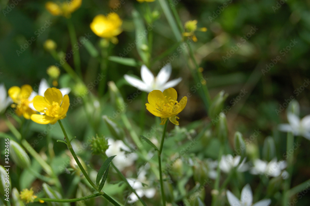 rosaceae - potentilla recta l