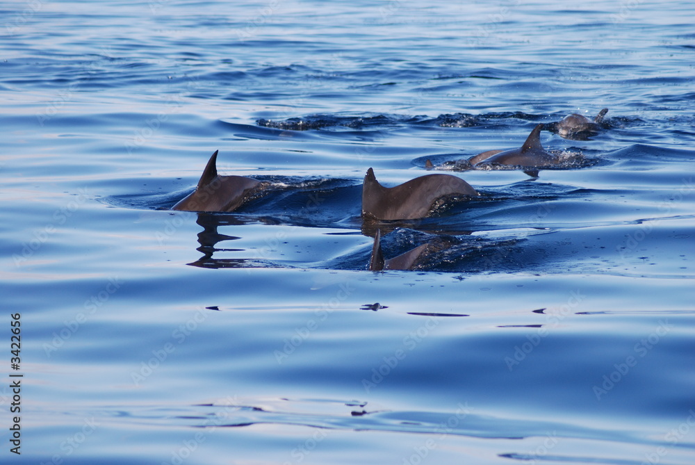 Fototapeta premium dolphin
