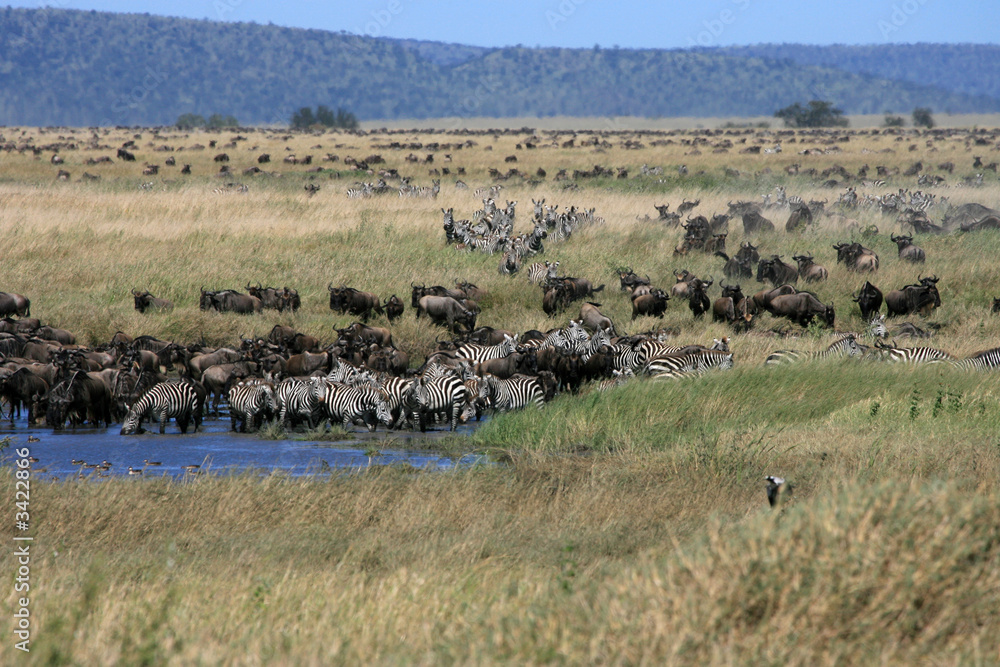african landscape with migrating wildebeast and zebra african landscape with migrating wildebeast and zebra