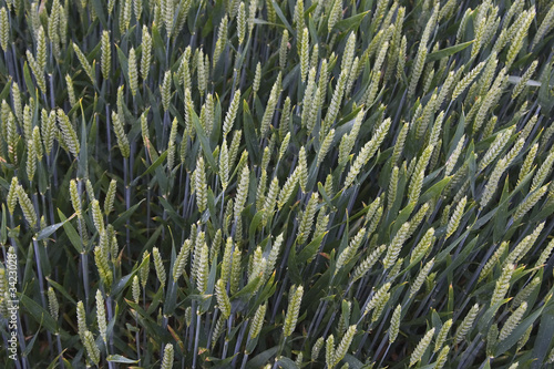wheat from above