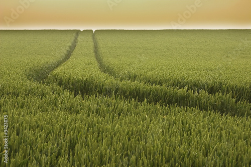 track in wheat field