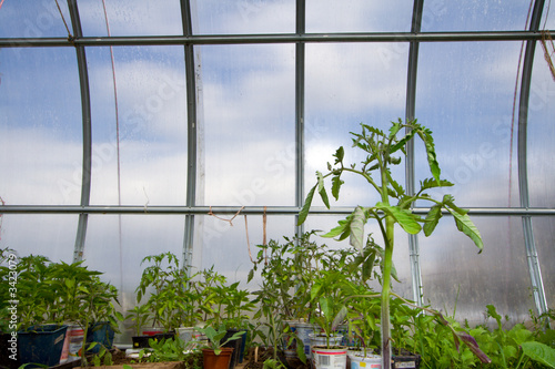 Fototapeta plants in hothouse