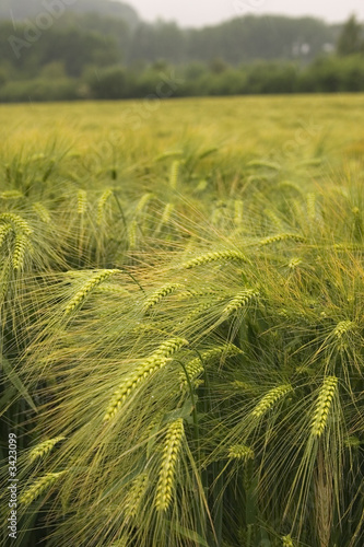 barley field
