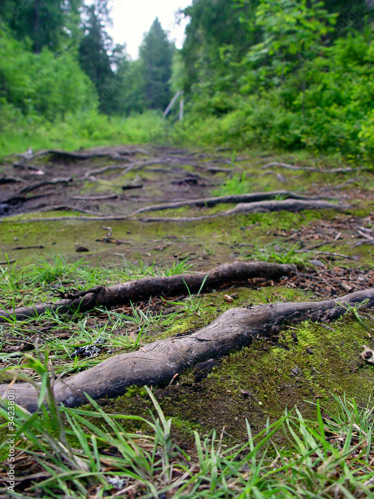 wood trails wood trails