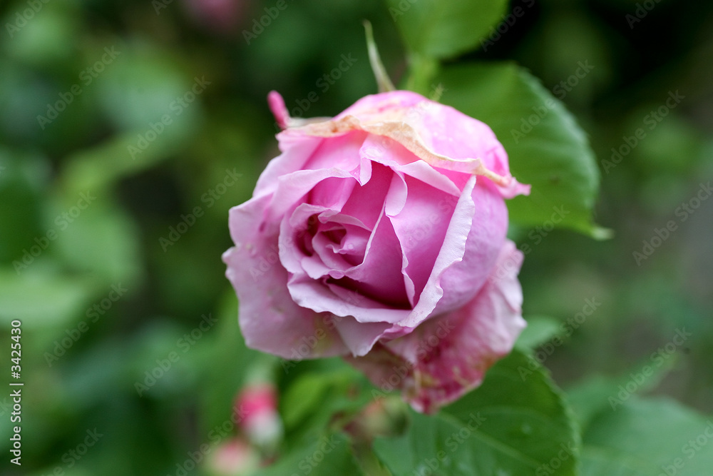 bouton de rose bouton de rose