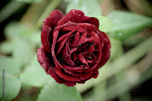 rose et rosée photo