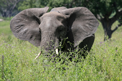 elephant in tarangire national park tanzania