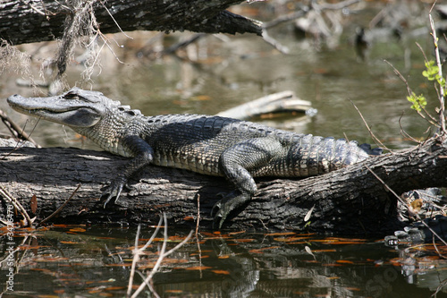 alligator on tree trunk in jean lafitte national park near new o
