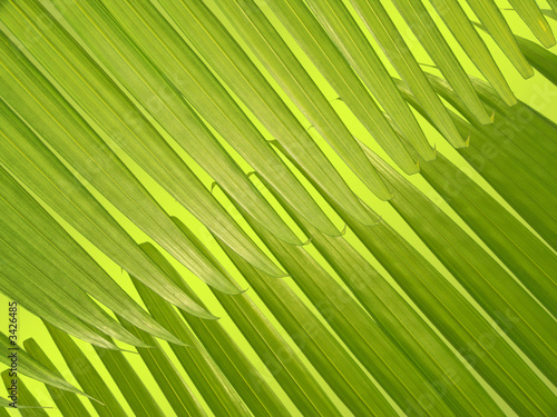 composition feuille palmier