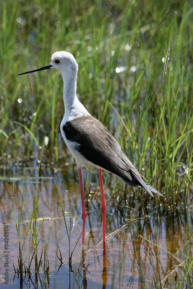 Fototapeta premium black winged stilt in amboseli kenya