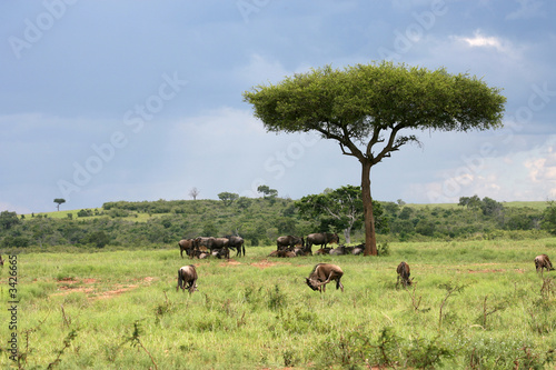 african landscape with wildebeest