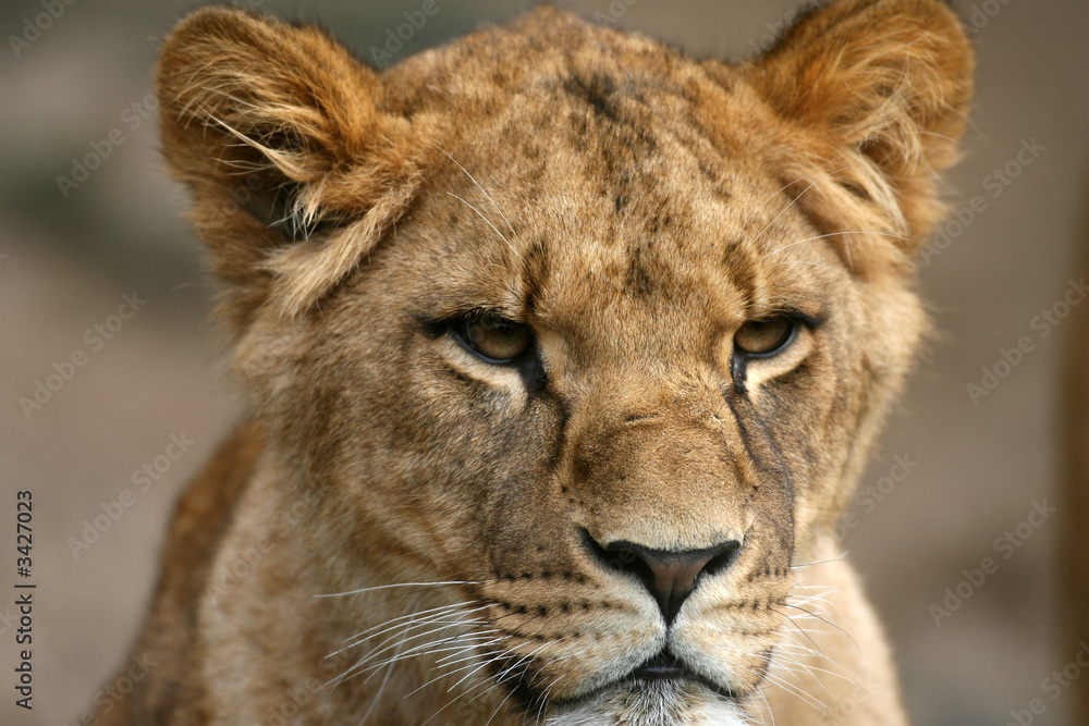 lion in masai mara kenya