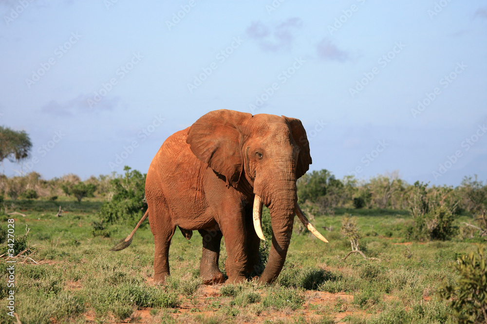 red elephant tsavo east national park kenya