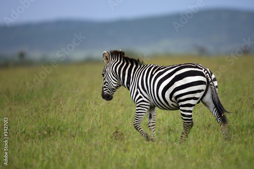 zebra masai mara kenya © Robert Hardholt