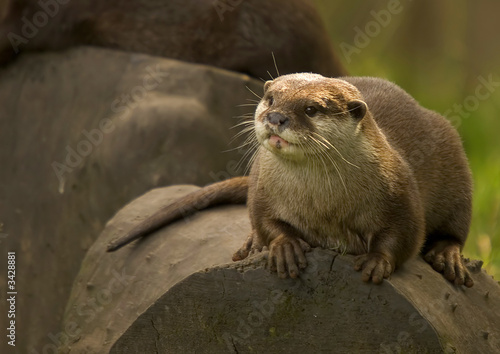 Asian Otter