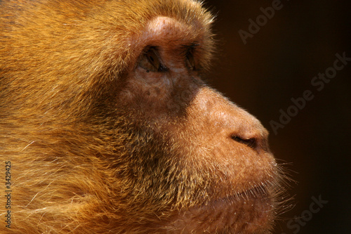 the glance of the monkey