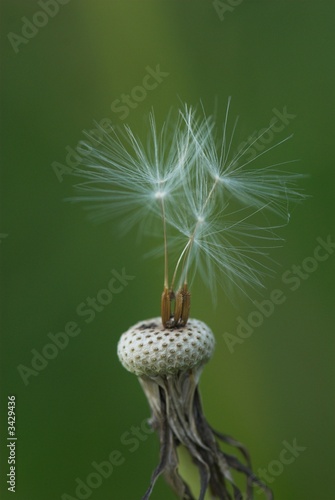 dandelion