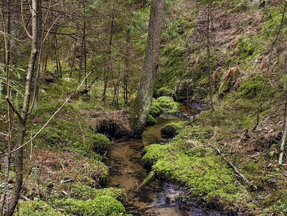 brook in wild forest brook in wild forest