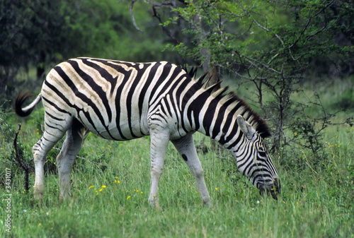 the beautiful zebra